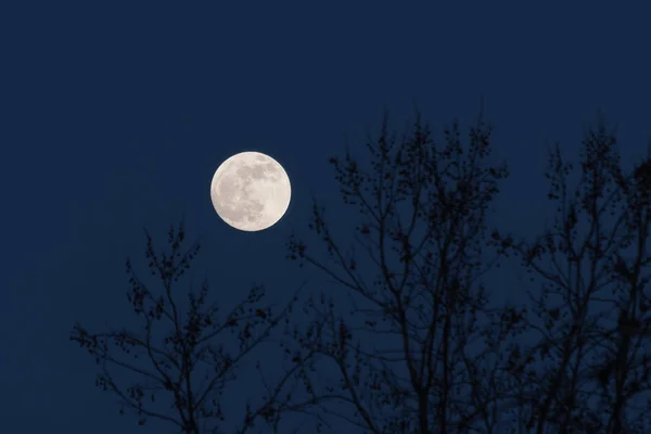 Full moon behind naked tree branches in a cold winter night. Astronomy, season, nature and mood concepts.