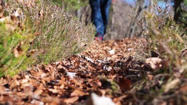 Basso Angolo Colpo Escursionista Avvicina Sul Sentiero Con Fruscio Foglie — Video Stock