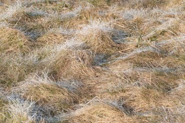 Kuru ot hoarfrost içinde bir soğuk kış sabahı kaplı. Tarım, sezon ve çevre kavramları.