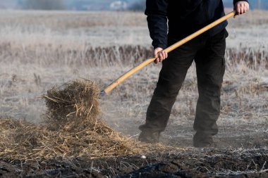 Man working on the field covering the ground with straw mulch using pitchfork to keep the fertile soil moist and weed-free. Agriculture, farming, organic gardening and sustainability concepts, clipart