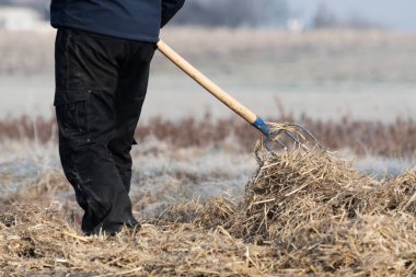 Malç verimli tutmak için dirgen kullanarak saman toprak nemli ve ot-Alerjik ile yere kapsayan sahada çalışan kişi. Tarım, tarım, organik bahçecilik ve sürdürülebilirlik kavramları,