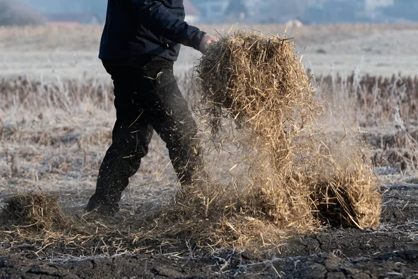 Homme Travaillant Sur Terrain Portant Paille Pour Couvrir Sol Aide — Photo