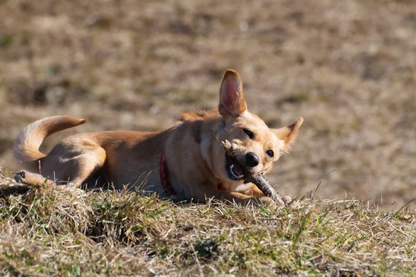 Sevimli küçük fare korkunç Chihuahua karışımı köpek çimenlerde yatıyor ve tahta sopa çiğniyor. Evcil Hayvan, hayvan arkadaş, oyun ve köpek eğitim kavramları.