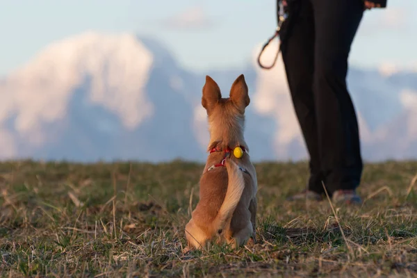 Hunden sitter och väntar på befälet från sin ägare med berg i bakgrunden — Stockfoto