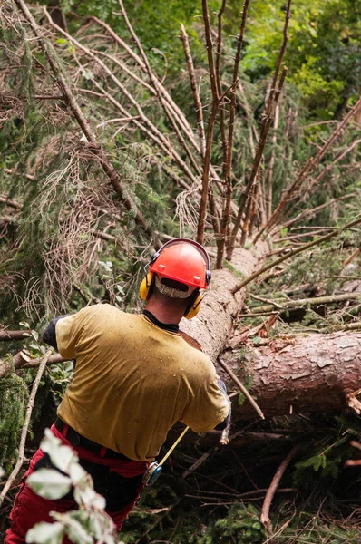 Работник лесного хозяйства с защитной экипировкой для измерения вырубленной ели — стоковое фото