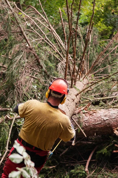 Forestry worker with protective gear prepairing to measure a felled spruce tree — Stock Photo, Image