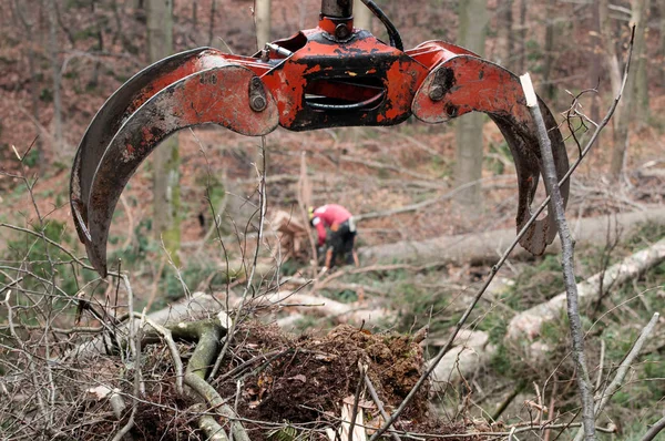 Erdei birkózni a fa és az erdészeti munkás felvette a háttérben — Stock Fotó