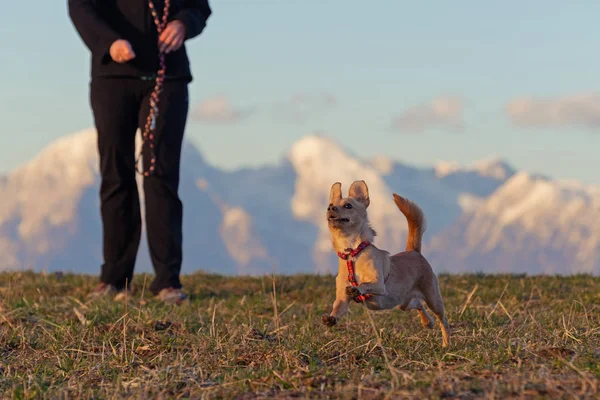 Petit chien courant dans la prairie, personne debout derrière et montagnes en arrière-plan — Photo