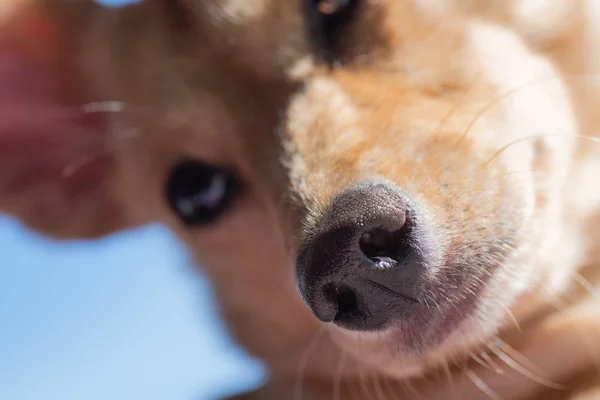 Closeup of little dogs nose and snout in focus