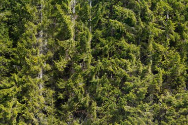 Güneş ışığı yeşili Ladin ağaçları ve dalları