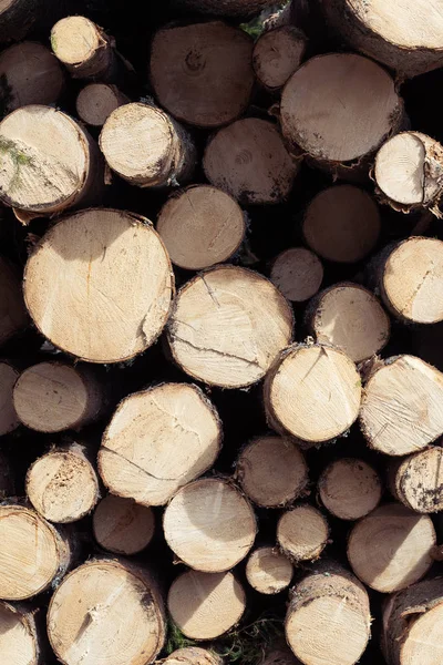 Pile of cut spruce tree firewood viewed from front — Stock Photo, Image