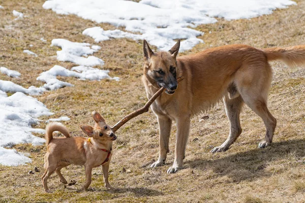 Deux chiens jouant avec un bâton de bois dans une prairie d'herbe sèche — Photo