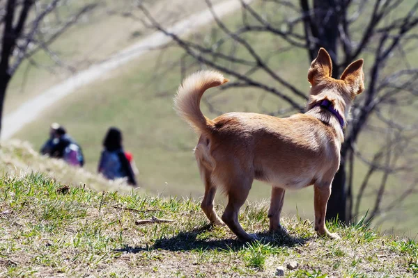 Mignon petit chien regardant les randonneurs descendre la pente de la colline — Photo