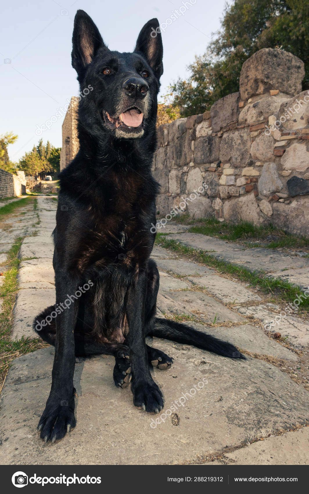 Black Belgian Malinois Dog Sitting On Paving Stone Of An Ancient Greek Alley Stock Photo C Robertax 288219312