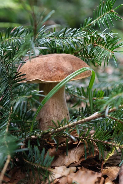 Penny-Brötchen-Pilz versteckt unter dem Fichtenzweig in natürlichem Lebensraum — Stockfoto