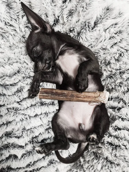 Sevimli siyah bebek Chihuahua köpek Sleeping içinde yatak ile çiğneme sopa