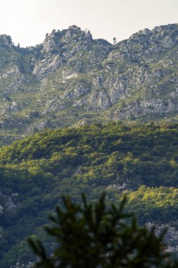 Yaprak döken ağaçların timberline yakın dağınık karaçam ağaçları ile Dağ sırtı