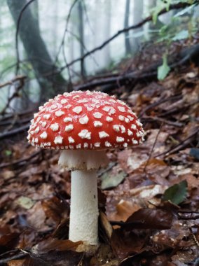 Orman zemininde doğal yaşam alanında güzel sinek mantarları.