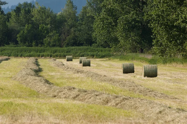 Güneşli bir günde kırsalda biçilmiş saman ve balyalar.