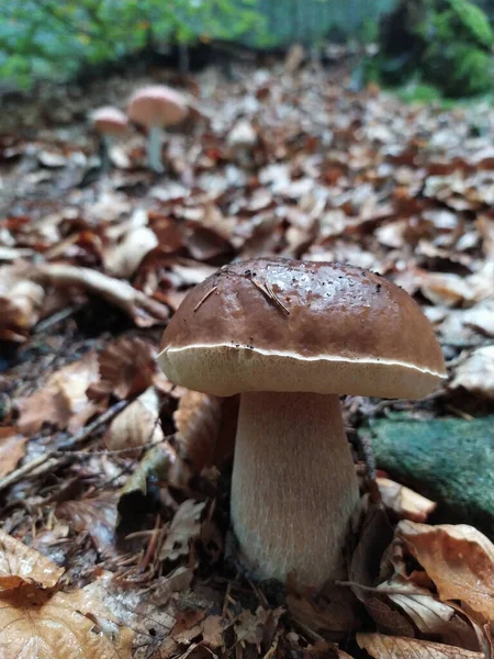 Penny-Brötchen-Pilz wächst aus dem mit braunen Buchenblättern bedeckten Waldboden — Stockfoto