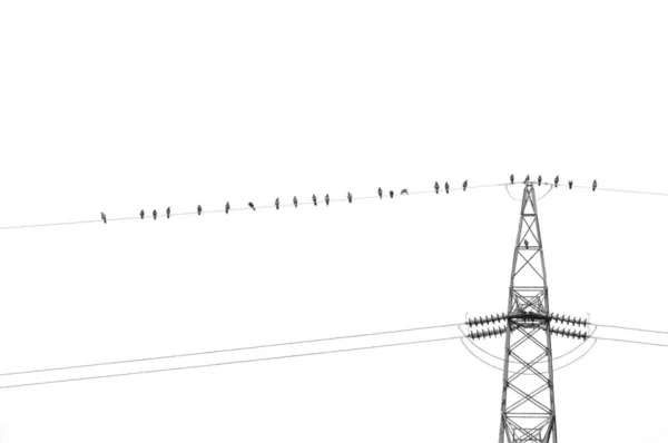 Crow birds on wire of high voltage electric tower isolated on white — Stock Photo, Image