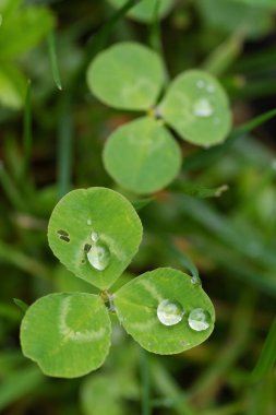 Beyaz yonca yaprakları ve çiy damlaları. Doğa, semboller, çevre ve botanik kavramları
