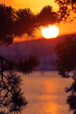 Arka planda çam ağacı silueti ve Hırvatistan 'ın Adriyatik kıyılarında güzel bir günbatımı var. Tatil, turizm ve iyimserlik kavramları.