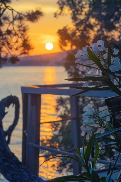 Romantic View Blossoming Nerium Oleander Terrace Overlooking Adriatic Sea Croatia — Stock Photo, Image