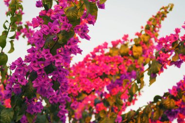 Gün batımında Pembe Bougainvillea çiçeği. Botanik, çiçekler ve süs bahçesi kavramları.