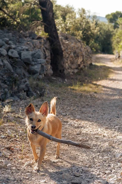 Söt Liten Hund Med Träpinne Munnen Grusväg Husdjur Djurvän Lek — Stockfoto