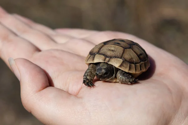Nahaufnahme Einer Kleinen Schildkröte Der Handfläche Einer Frau Tiere Reptilien — Stockfoto