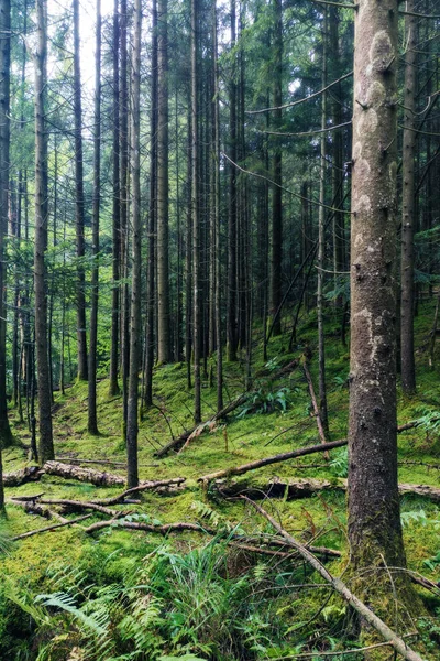 Régi Mágikus Erdő Gyönyörű Élénk Zöld Altörténet Lucfenyő Fák Környezetvédelmi — Stock Fotó