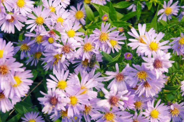 ミツバチは美しいピンク色の花を受粉させます — ストック写真