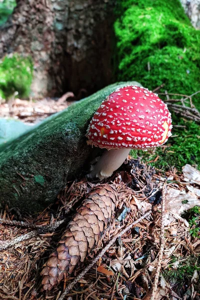 Nahaufnahme Von Roter Fliegenpilz Auch Als Fliegenamanita Oder Amanita Muskaria — Stockfoto