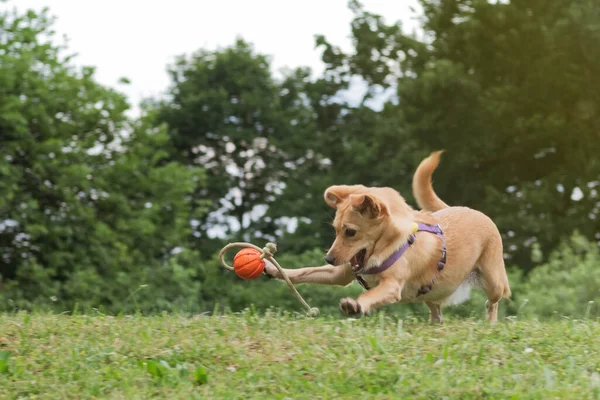 Çayırdaki küçük kahverengi mutlu köpek bir topla oynuyor. Köpekler, hayvanlar ve itaat eğitim kavramları