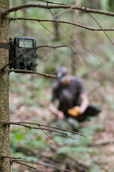 Hunting camera in camouflaged colors attached to spruce tree, hunter visible in background. Hunting, surveillance and technology concepts