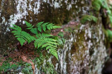 Karpatlar dağ fern bir kayanın üzerinde