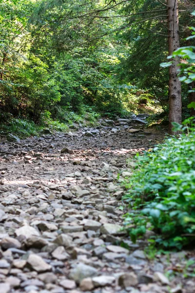 Karpatlar dağ orman güzel gün