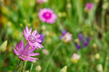güneşli bir gün yeşil bir arka plan üzerinde menekşe çayır çiçekler
