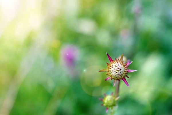 Carpazi Paesaggio Montano Bella Giornata Bellezza Della Natura Selvaggia Vergine — Foto Stock