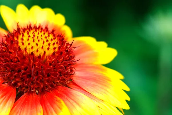 Красивые Красочные Цветы Саду Красивая Природа Макрофото — стоковое фото