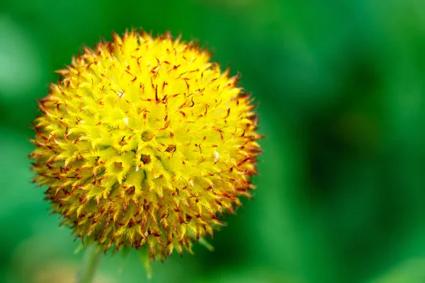 Hermosa Flor Colorida Jardín Hermosa Naturaleza Macro Foto — Foto de Stock