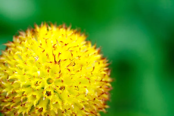 Piękny Kolorowy Kwiat Ogrodzie Piękny Charakter Zdjęcie Makro — Zdjęcie stockowe