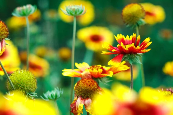 Viele Schöne Bunte Blumen Garten Schöne Natur — Stockfoto