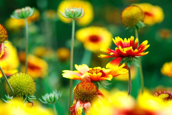 Beaucoup Belles Fleurs Colorées Dans Jardin Belle Nature — Photo