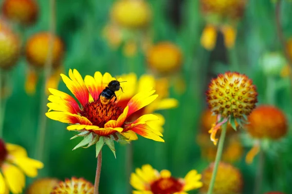 美丽的五颜六色的花在花园和大黄蜂在它 — 图库照片