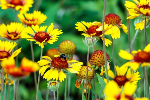 Lot Beautiful Colorful Flowers Garden Bumblebee Them — Stock Photo, Image