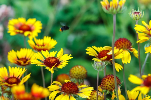 许多美丽的五颜六色的花朵在花园和大黄蜂飞过他们 — 图库照片