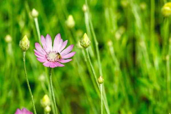 Фіолетові Лугові Квіти Зеленому Фоні Сонячний День — стокове фото