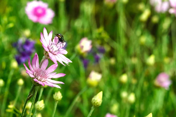 阳光明媚的日子 在绿色背景下的紫罗兰草甸花 — 图库照片
